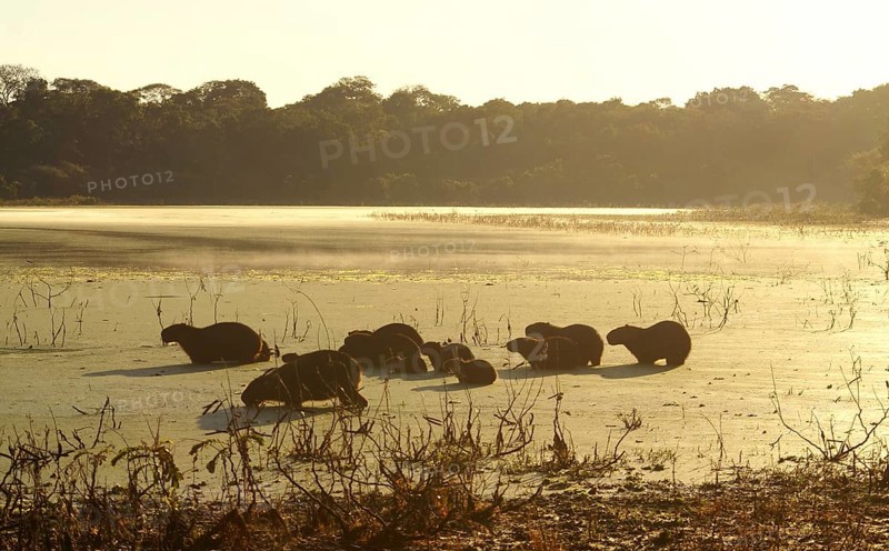 Capybaras in the Pantanal (Hydrochaeris hydrochaeris)
