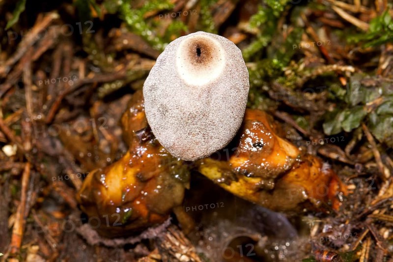 Small nesting star (Geastrum quadrifidum)