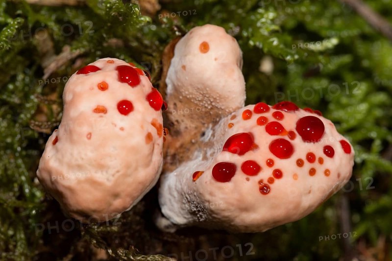 Bleeding cork stinging (Hydnellum peckii)