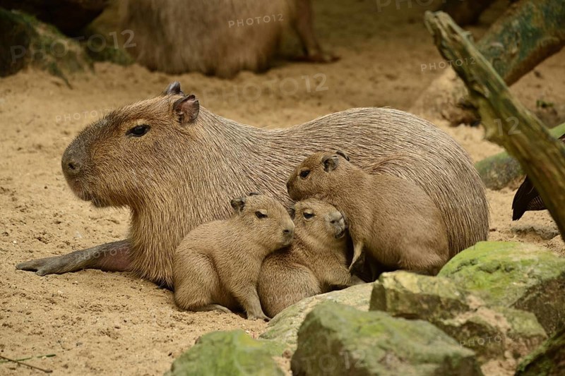 Capybara (Hydrochoerus hydrochaeris)