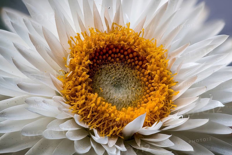 Garden strawflower (Xerochrysum bracteatum (Vent.) Tzvelev, syn. Helichrysum bracteatum (Vent.) Andrews, Bracteantha bract (Xerochrysum bracteatum hortorum)