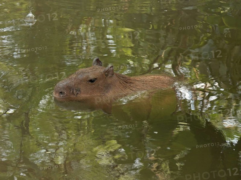 Capybara (Hydrochoerus hydrochaeris)
