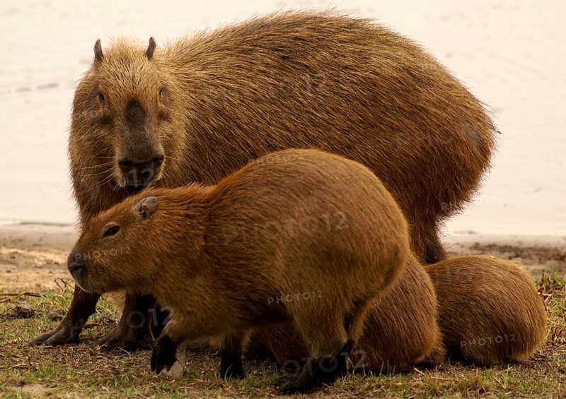 Capybara (Hydrochaeris hydrochaeris)
