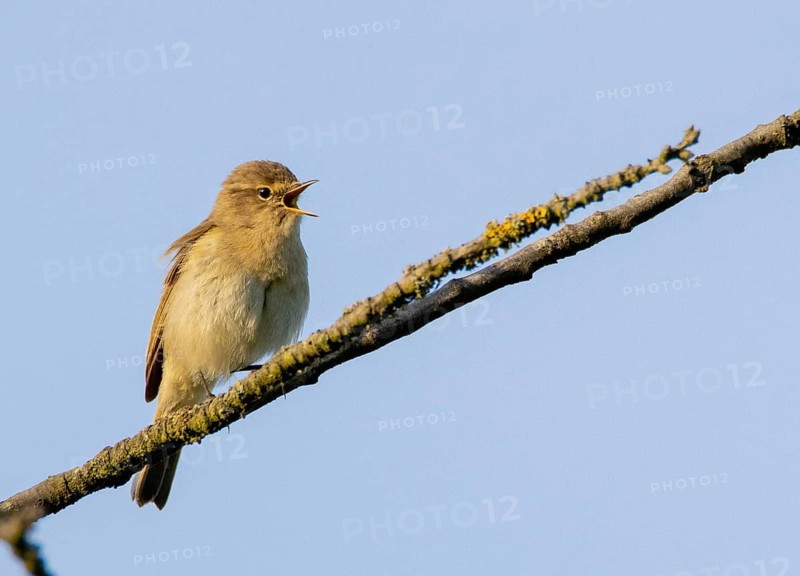 Chiffchaff (Phylloscopus collybita)
