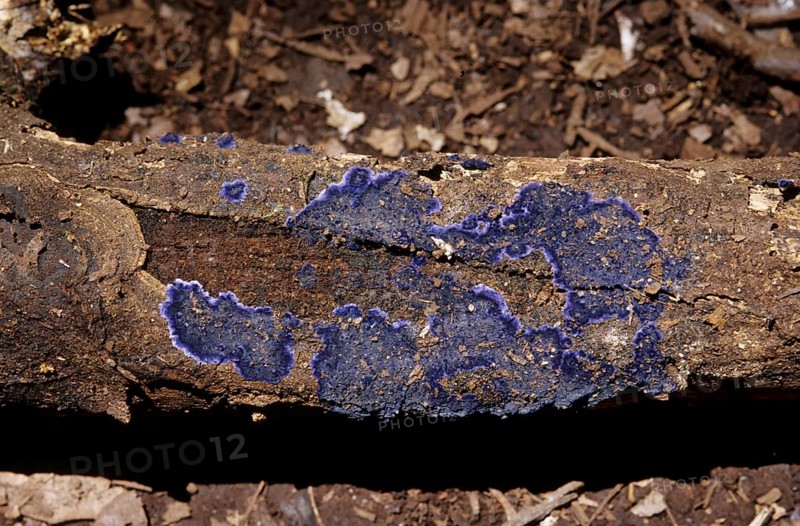 Blue bark fungus (Terana caerulea)