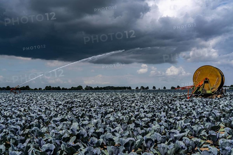 Agriculture, artificial irrigation of a field, irrigation system, cabbage cultivation, red cabbage, near Kempen on the Lower Rhine, North Rhine-Westphalia, Germany