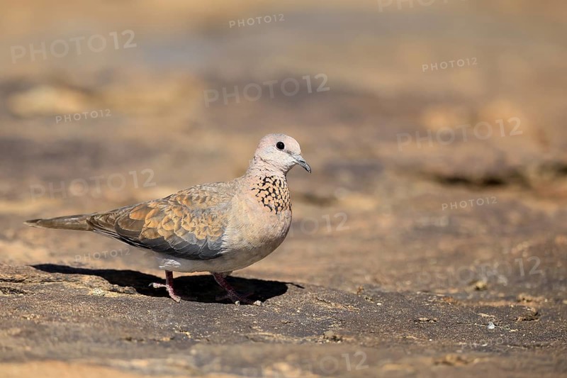 Palm Pigeon (Spilopelia senegalensis), adult, on the ground, foraging, Mountain Zebra National Park, Eastern Cape, South Africa