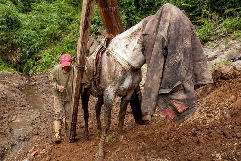 Draft horse and man, A man loads planks onto a draft horse after it was put back on its feet following an accident, Imbabura province, Ecuador, South America