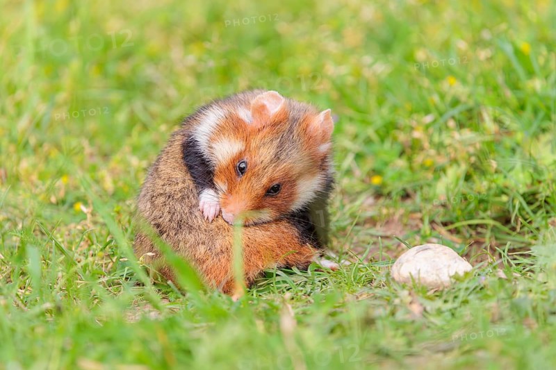 A European hamster (Cricetus cricetus), cleans its fur in a green meadow on a cloudy day