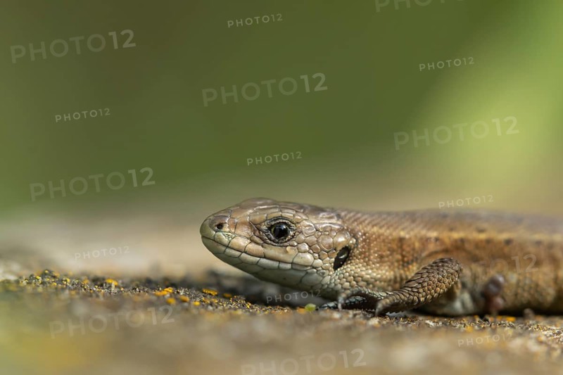 Common lizard (Zootoca vivipara) adult reptile resting on a wooden sleeper, England, United Kingdom