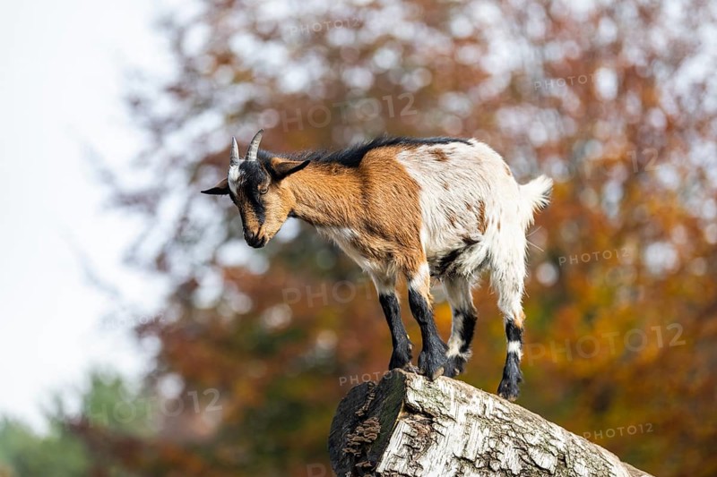 Domestic goat (Capra hircus) standing on a wood in autumn, Bavaria, Germany