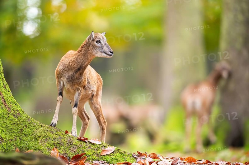 European mouflon (Ovis aries musimon) sheep (female) standing in a forest in autumn, Bavaria, Germany