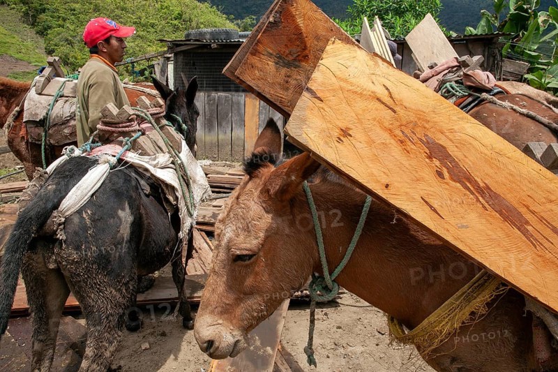 Draft horses, Draft horses loaded with planks, Imbabura province, Ecuador, South America