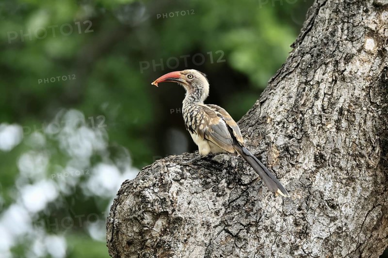 Mopanetoko (Tockus rufirostris), Southern Red-billed Hornbill, adult, on tree, alert, with food, at breeding den, Kruger, Kruger National Park, South Africa