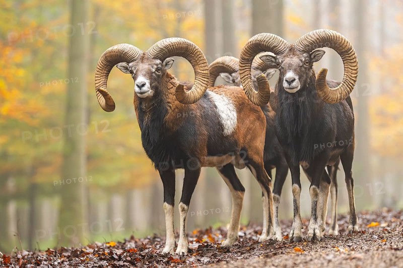 European mouflon (Ovis aries musimon) ram (male) standing in a forest in autumn, Bavaria, Germany