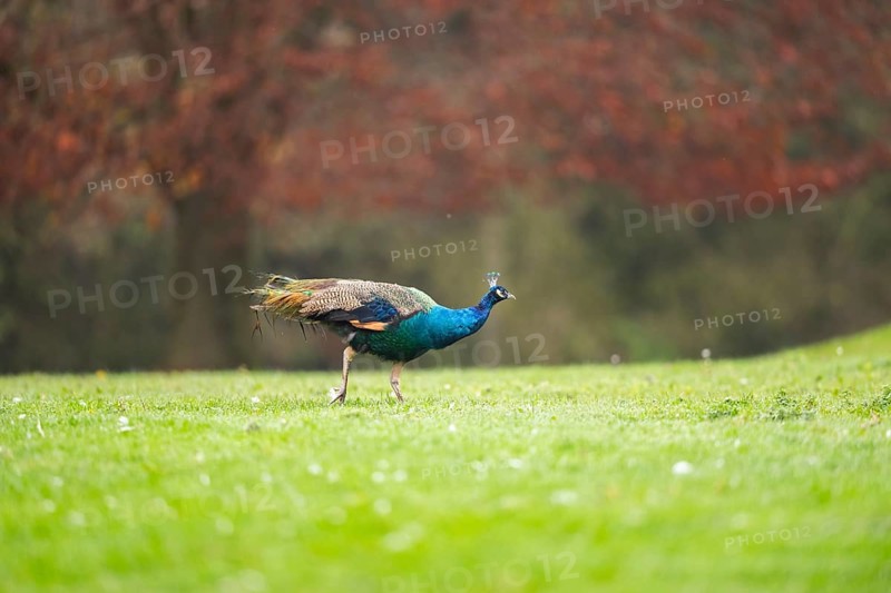 Indian peafowl (Pavo cristatus) walking on a meadow, Bavaria, Germany