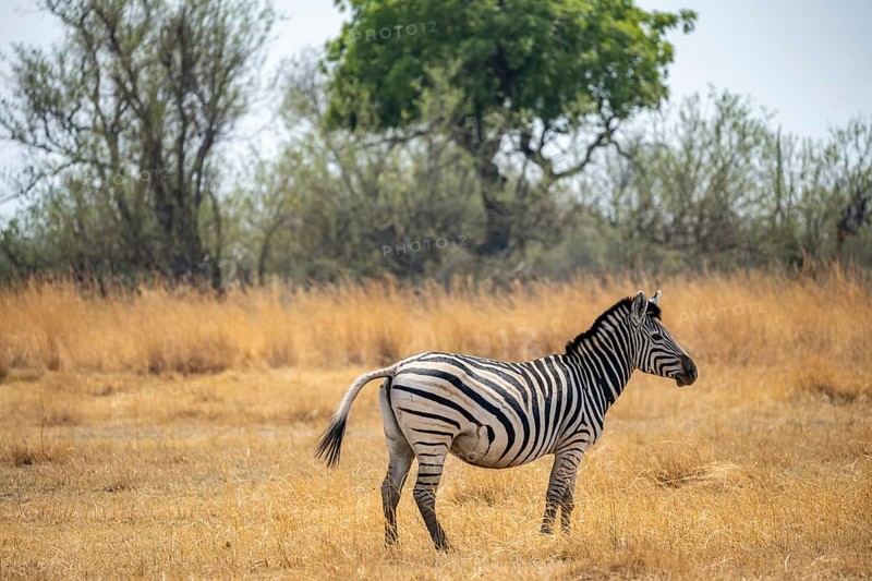 Plains zebra (Equus quagga), in dry savannah, Okavango Delta, Moremi Game Reserve, Botswana