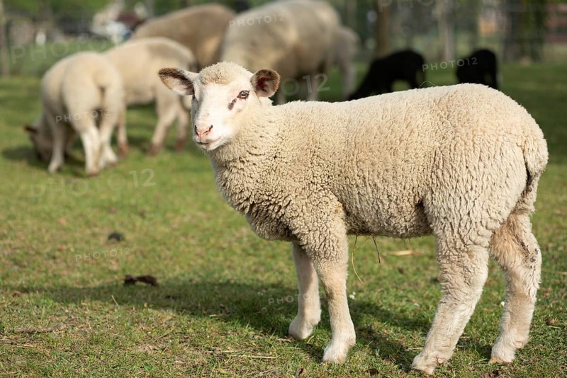 Een schattig lam staat in een groene weide tussen volwassen schapen. Het is a zonnige dag in het voorjaar en de dieren grazen vredig