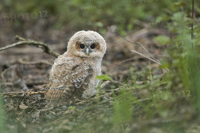 Ground landing... Tawny owl (Strix aluco), young owl, branchling, tawny owl branchling has jumped out of the nest, is now perched on the ground, hopes to fledge soon, typical behaviour, native nature, Meerbusch, Rhineland, North Rhine-Westphalia, Germany, Western Europe