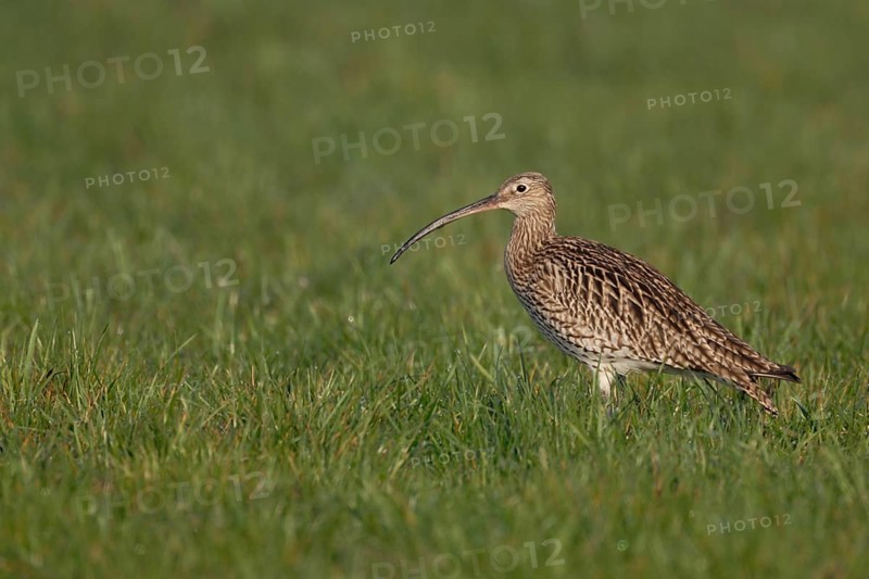 Conspicuous meadow limicole, wading bird... Eurasian curlew (Numenius arquata) in a wet meadow, curlews occur both on the coast and inland, highly endangered due to habitat loss, most important habitat is the Wadden Sea, native nature, Lower Rhine, North Rhine-Westphalia, Germany, Western Europe