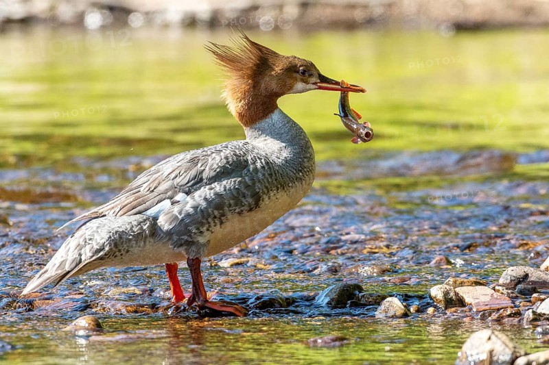Common merganser (mergus merganser), Female catching a fish, La Mauricie national park. Province of Quebec, Canada