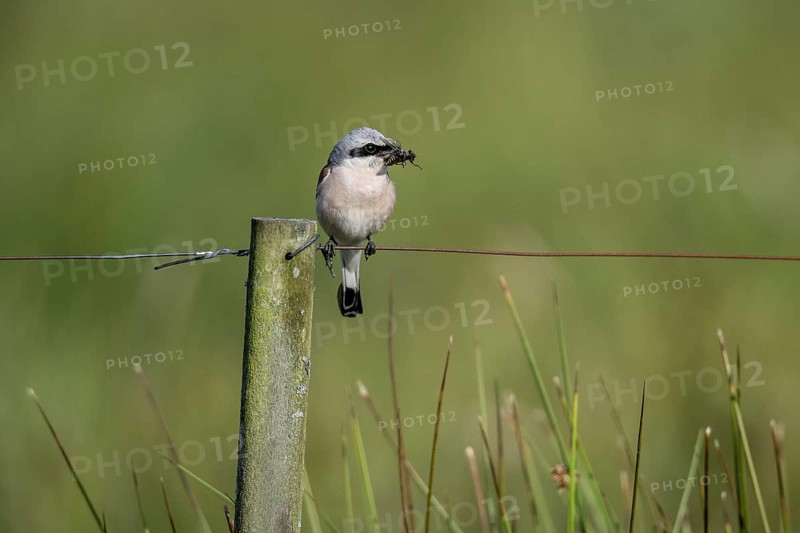 Red-backed shrike (Lanius collurio), Emsland, Lower Saxony, Germany