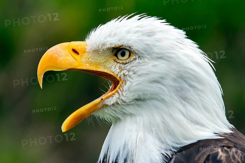Bald eagle, Haliaeetus leucocephalus, Eagle perched and crying, Beak wide open, Portrait, Profil, Close-up, Province of Quebec, Canada
