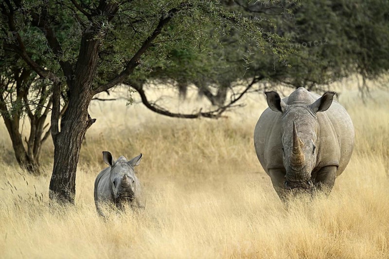 White rhinoceros (Ceratotherium simum) mother with young in Namibia