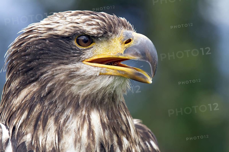 Black chested buzzard, Geranoaetus melanoleucus, Immature female perched on a tree, Open beak, Close-up, Imbabura province, Ecuador, South America