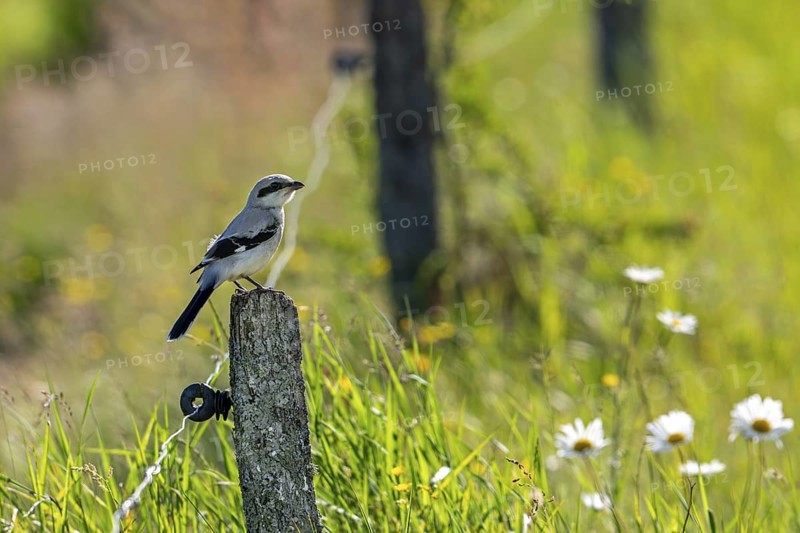 Great grey shrike (Lanius excubitor) juvenile perched on weathered wooden fence post along meadow in late spring, early summer
