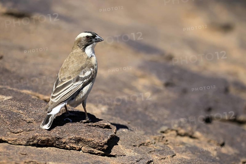 White-browed Weaver (Plocepasser mahali), adult male, on the ground, alert, Mountain Zebra National Park, Eastern Cape, South Africa