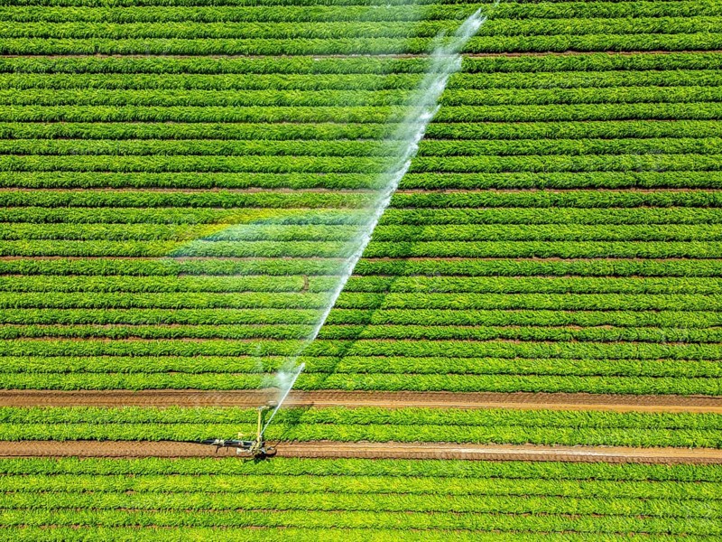 Artificial irrigation with a sprinkler system in a field where carrots are grown, near Kerken, on the Lower Rhine, North Rhine-Westphalia, Germany
