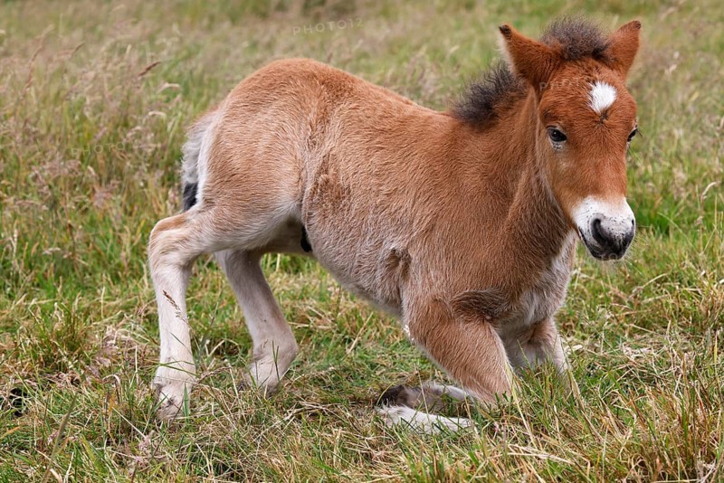 Young Icelandic stallion (Equus islandicus), foal kneeling in a meadow, colt, male, animal child, Schleswig-Holstein, Germany