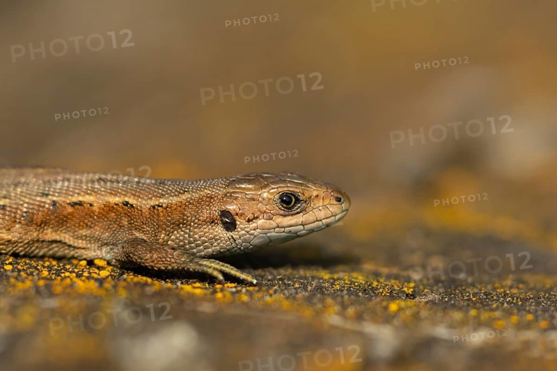 Common lizard (Zootoca vivipara) adult reptile basking on a wooden sleeper, England, United Kingdom