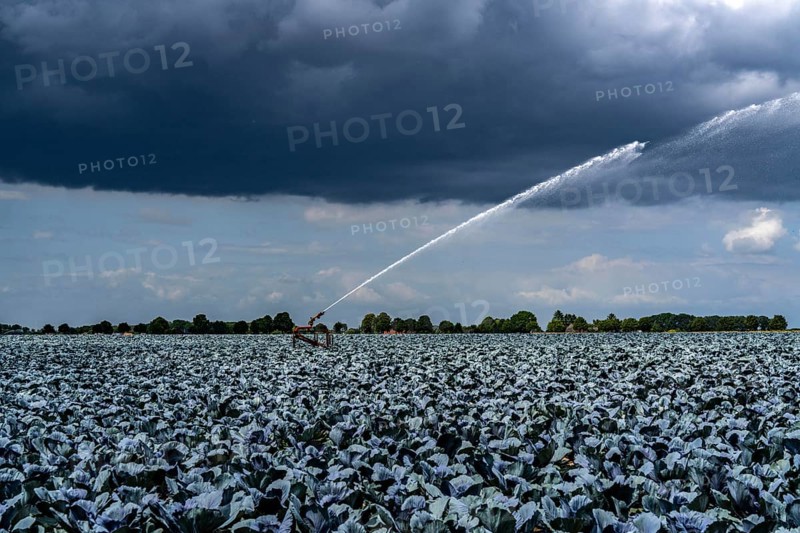 Agriculture, artificial irrigation of a field, irrigation system, cabbage cultivation, red cabbage, near Kempen on the Lower Rhine, North Rhine-Westphalia, Germany