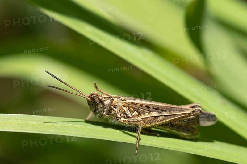 Meadow grasshopper (Chorthippus parallelus) adult insect on a blade of grass leaf, England, United Kingdom