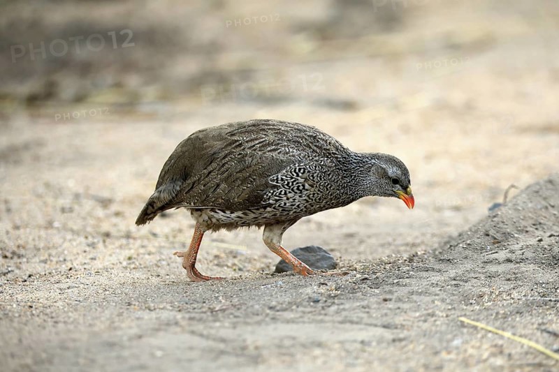 Natal Francolin (Pternistis natalensis), adult, foraging, on the ground, Kruger, Kruger National Park, South Africa