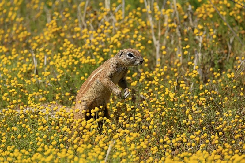 Cape bristle-necked squirrel (Xerus inauris), adult, alert, standing upright, foraging, flower meadow, Mountain Zebra National Park, Eastern Cape, South Africa