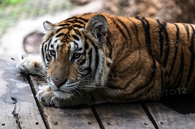 Tiger (Panthera tigris) Pattaya Thailand