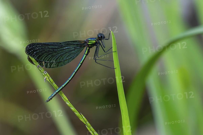 Beautiful demoiselle (Calopteryx virgo) male damselfly clinging to leaf of water plant along stream in forest in early summer