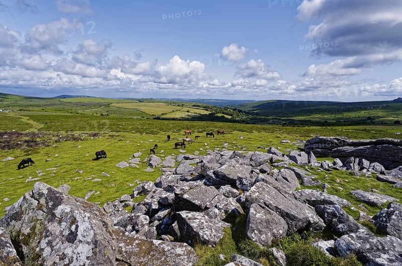 Horses in the grassland around the Top Tor rock hill in Dartmoor National Park in the British county of Devon. Widecombe-in-the-Moor, Bovey Tracey, Devon, South England, Great Britain