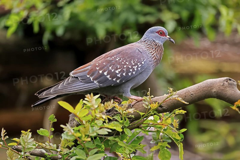 Guinea Pigeon (Columba guinea), Streak-necked Pigeon, adult, on tree, Cape Town, South Africa