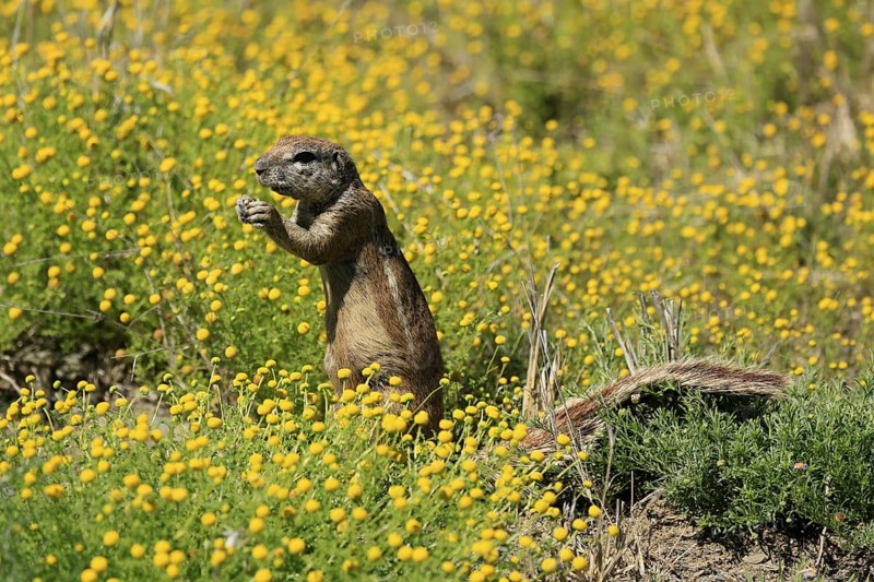 Cape bristle-thighed squirrel (Xerus inauris), adult, alert, standing upright, feeding, flower meadow, Mountain Zebra National Park, Eastern Cape, South Africa