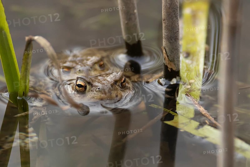 Common toad (Bufo bufo) two adults amphibian mating in a pond, England, United Kingdom