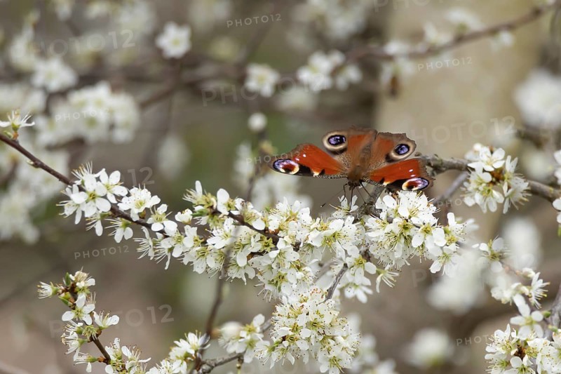Peacock butterfly (Aglais io) adult insect feeding on Blackthorn tree blossom in spring, England, United Kingdom