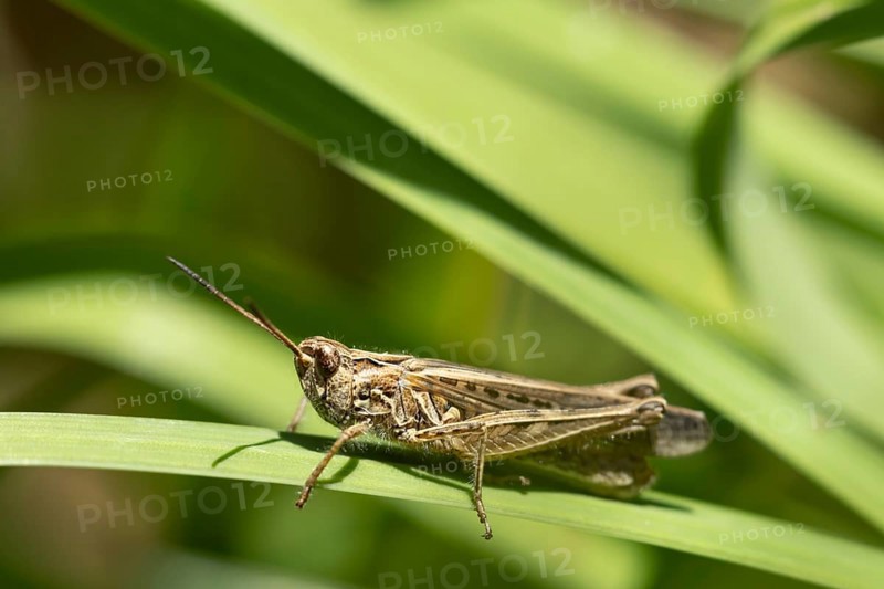 Meadow grasshopper (Chorthippus parallelus) adult insect on a blade of grass leaf, England, United Kingdom