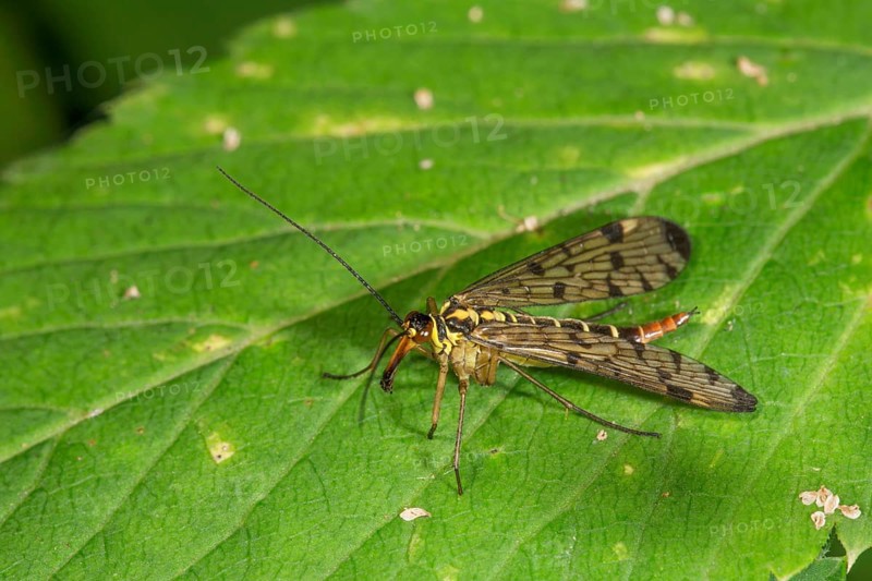 A female scorpion fly (Panorpa communis) with patterned wings on a green leaf, Baden-Württemberg, Germany