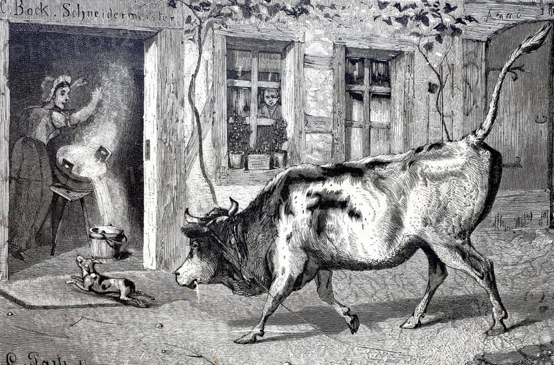 Farming, Bull has broken free and charges towards the kitchen, the farmer's wife spills the vat of milk in fright, c. 1888, Germany, Historical, digitally enhanced reproduction of a 19th century original