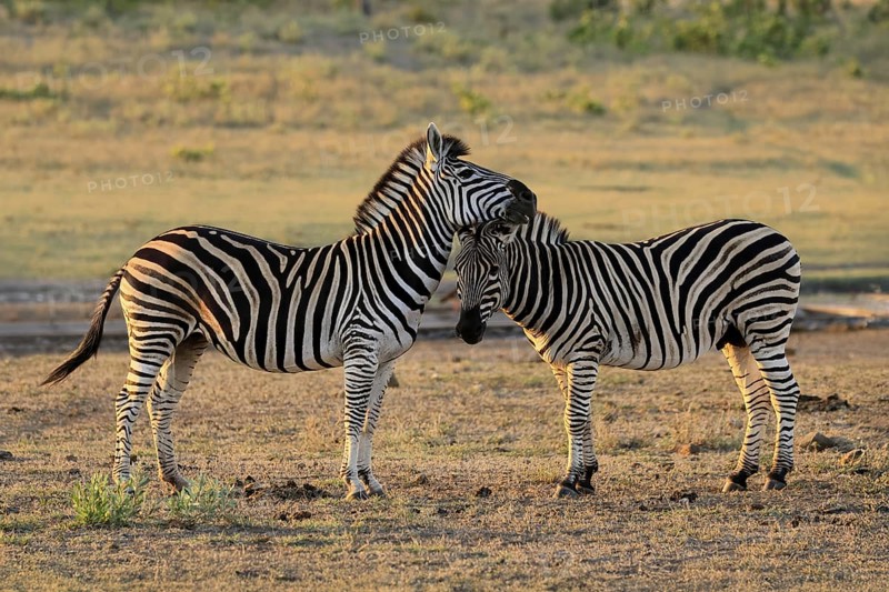 Burchell's zebra (Equus quagga burchelli), Burchell's zebra, adult, two animals, pair, social behaviour, Kruger, Kruger National Park, South Africa