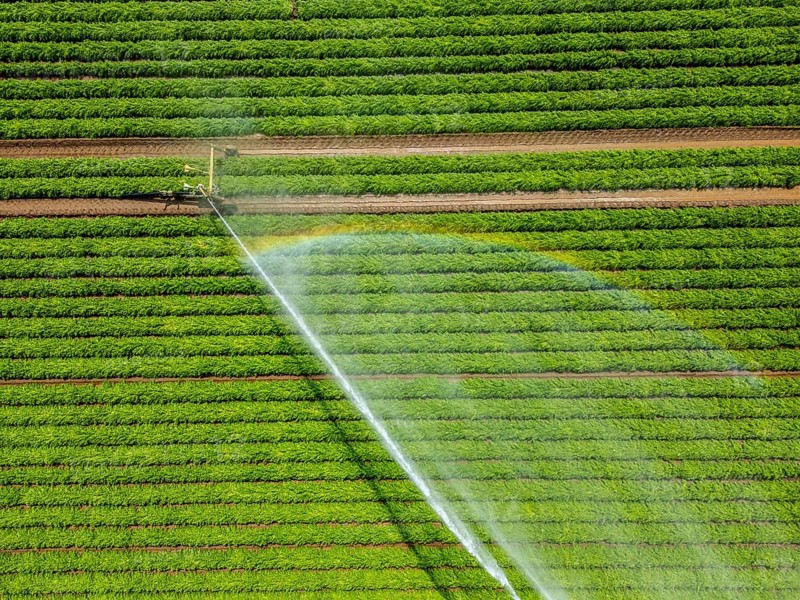 Artificial irrigation with a sprinkler system in a field where carrots are grown, near Kerken, on the Lower Rhine, North Rhine-Westphalia, Germany